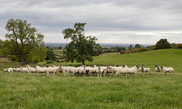 Flock of sheep gathered together in a field.